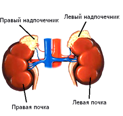 МРТ надпочечников